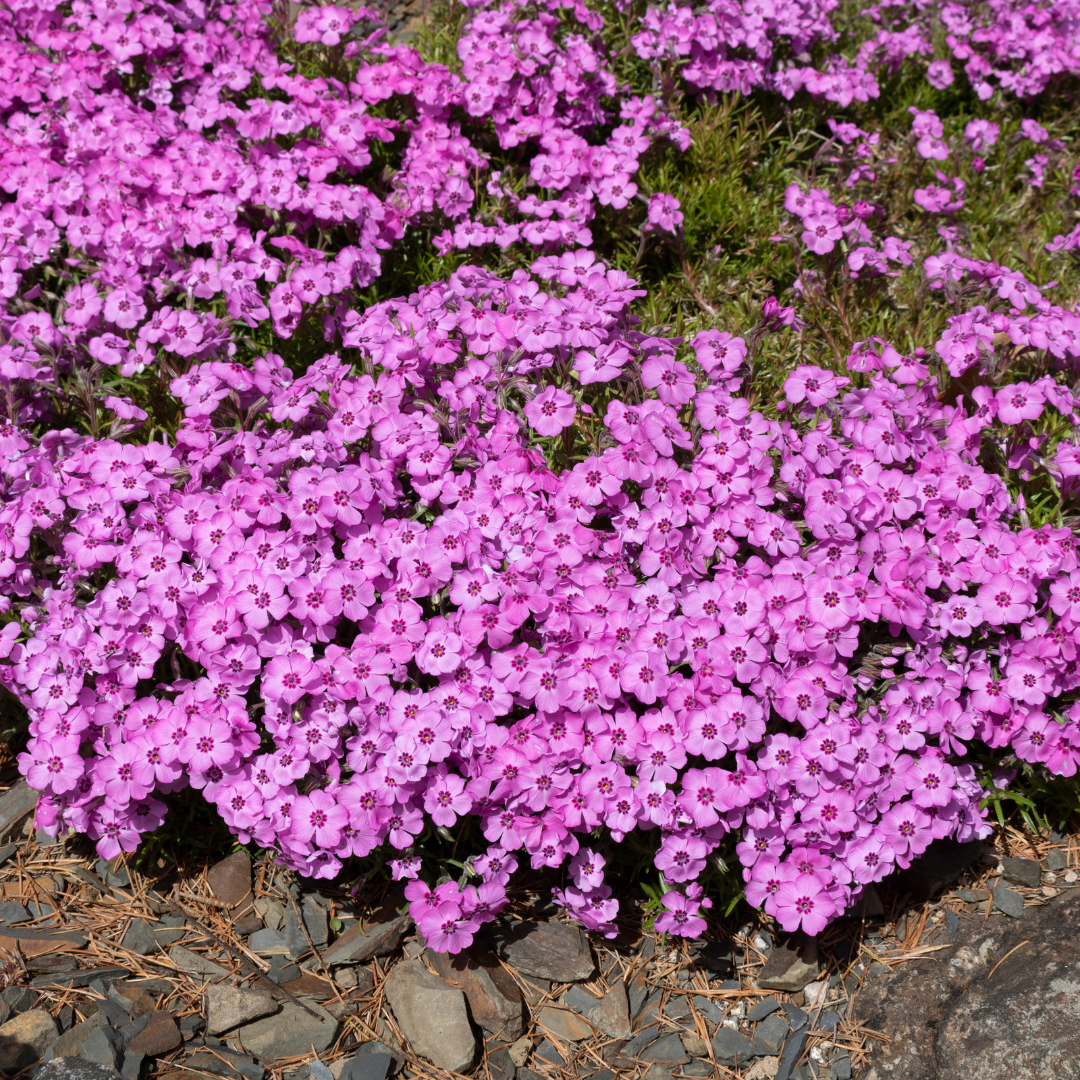 Thyme (Thymus Praecox) - 1 Gallon