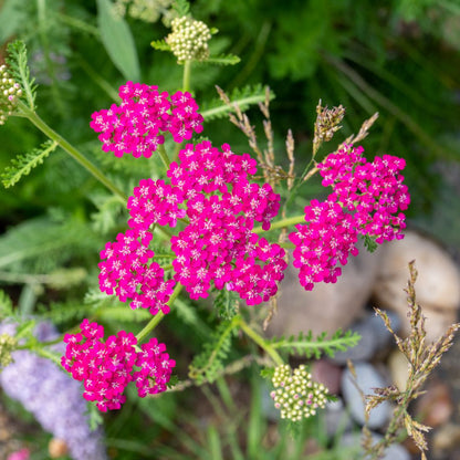 Yarrow 'Cerise Queen' (Achillea millefolium) - 1 Gallon