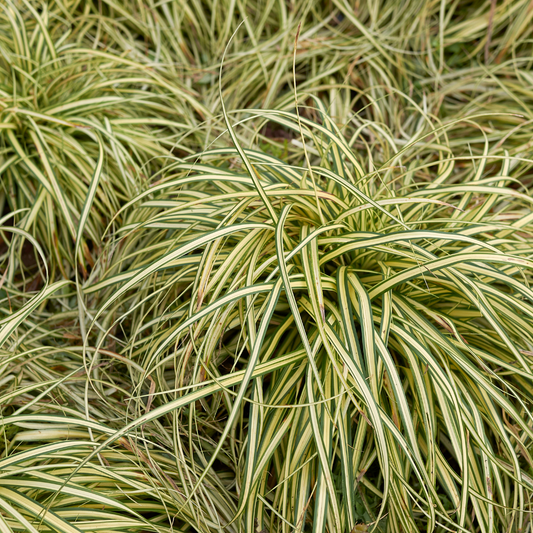 Sedge Grass 'Golden Fountain' (Carex) - 1 Gallon