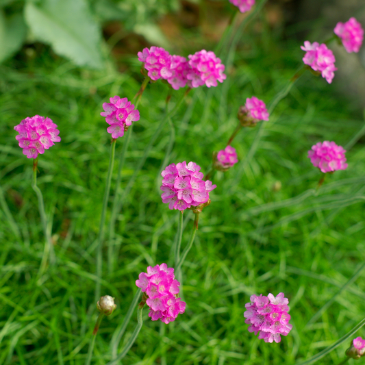 Thrift 'Rubrifolia' (Armeria) - 1 Gallon