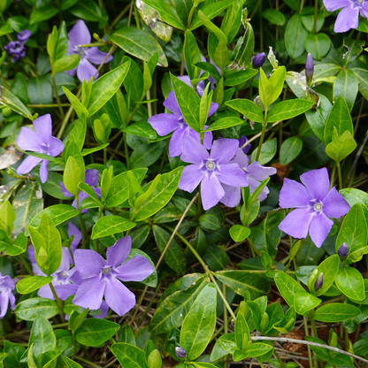 Periwinkle 'Bowles Variety' (Vinca Minor) - 1 Gallon