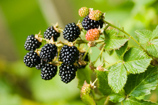 Black Raspberry 'Jewel' - 1 Gallon