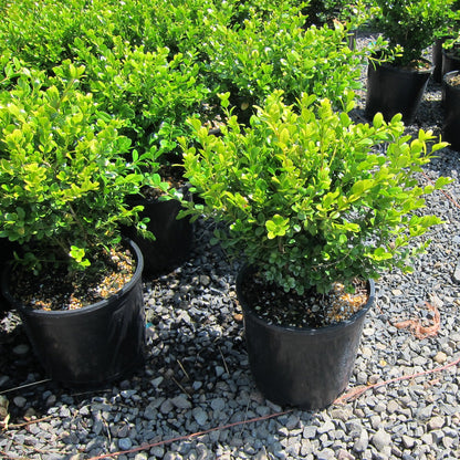 Boxwood (Buxus) - 1 Gallon