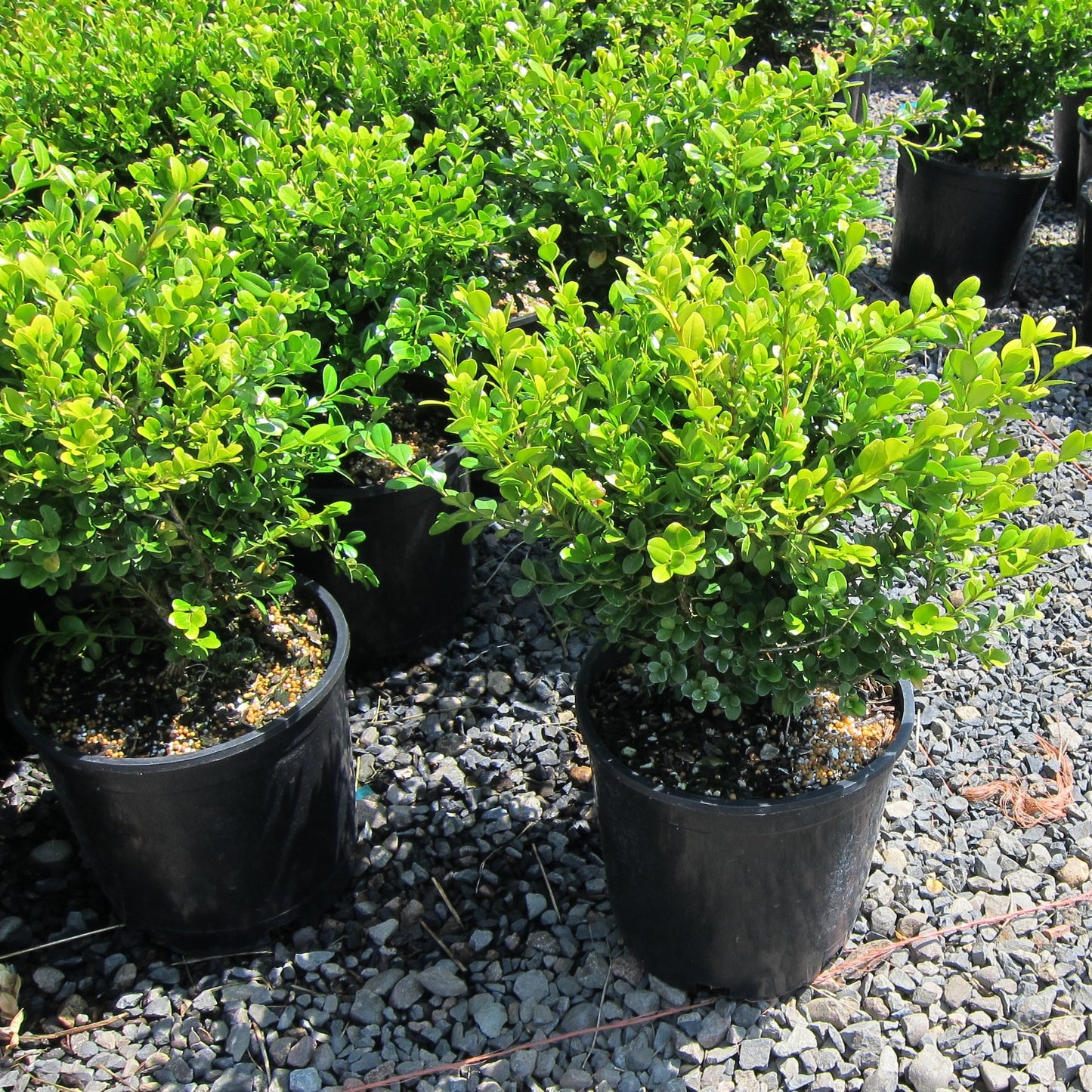 Boxwood (Buxus) - 2 Gallon