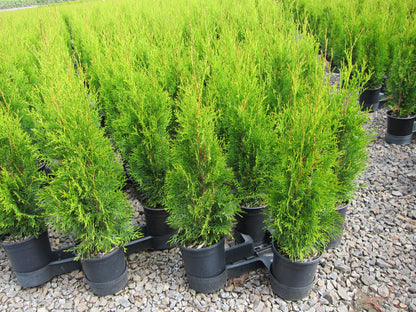 Cedar 'Emerald' -  1 Gallon