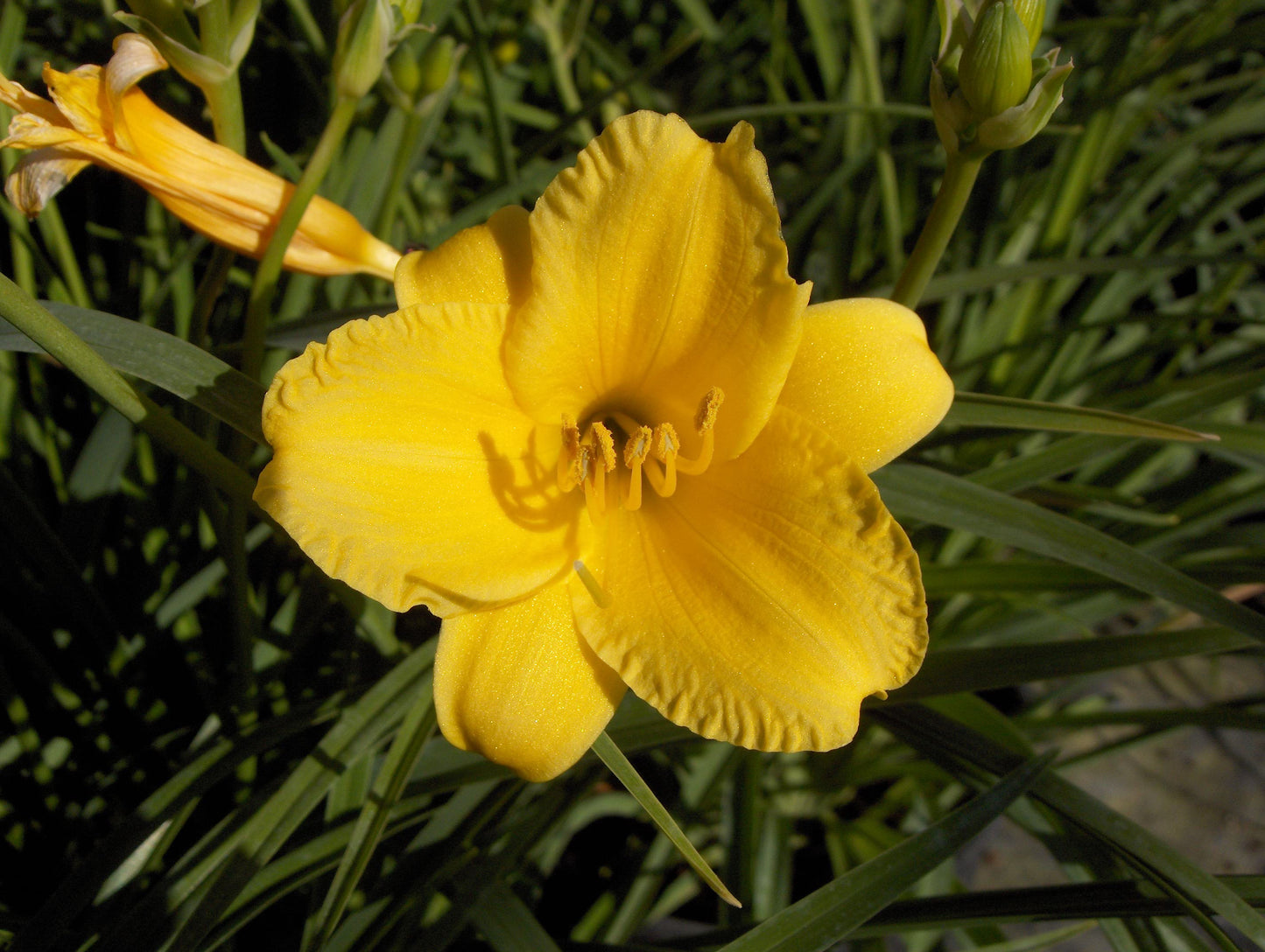 Daylily 'Stella de Oro' -  1 Gallon