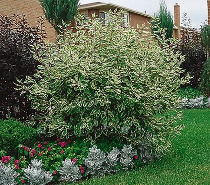 Dogwood 'Silverleaf' - 2 Gallon