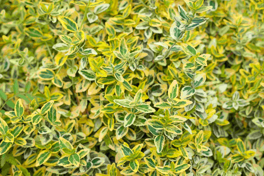 Euonymus 'Emerald n' Gold' -  2 Gallon