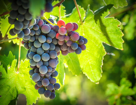 Concord Grape 1 Gallon