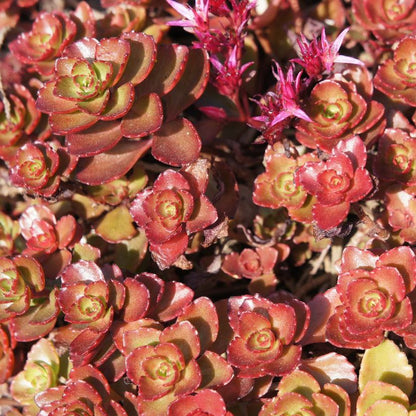 Stonecrop 'Dragon's Blood' (Sedum Spurium) -1 Gallon