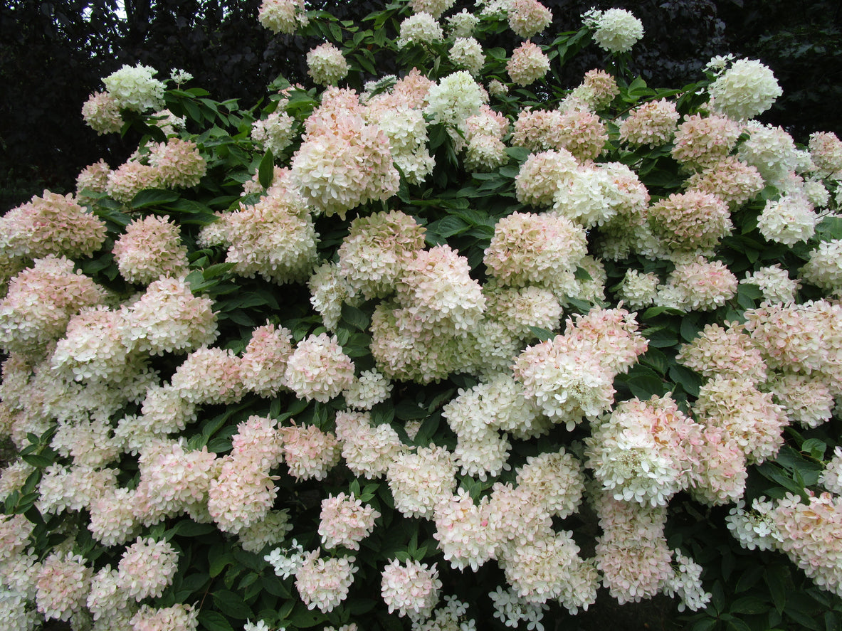 Hydrangea paniculata 'Pee Gee' - 2Gallon