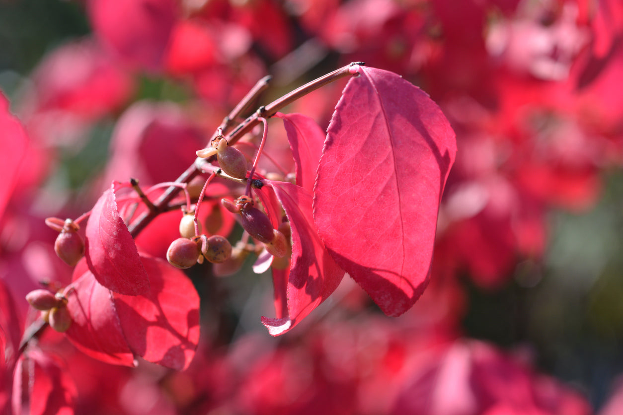 Burning Bush (Euonymus alatas 'Compactus') - 2 Gallon