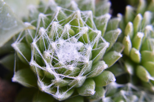 Hens and Chicks 'Cobweb' (Sempervivium Arachniodeum) -  1 Gallon