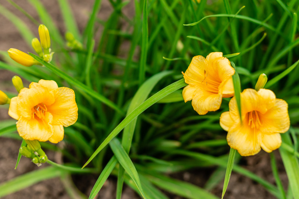 Daylily 'Stella de Oro' -  1 Gallon