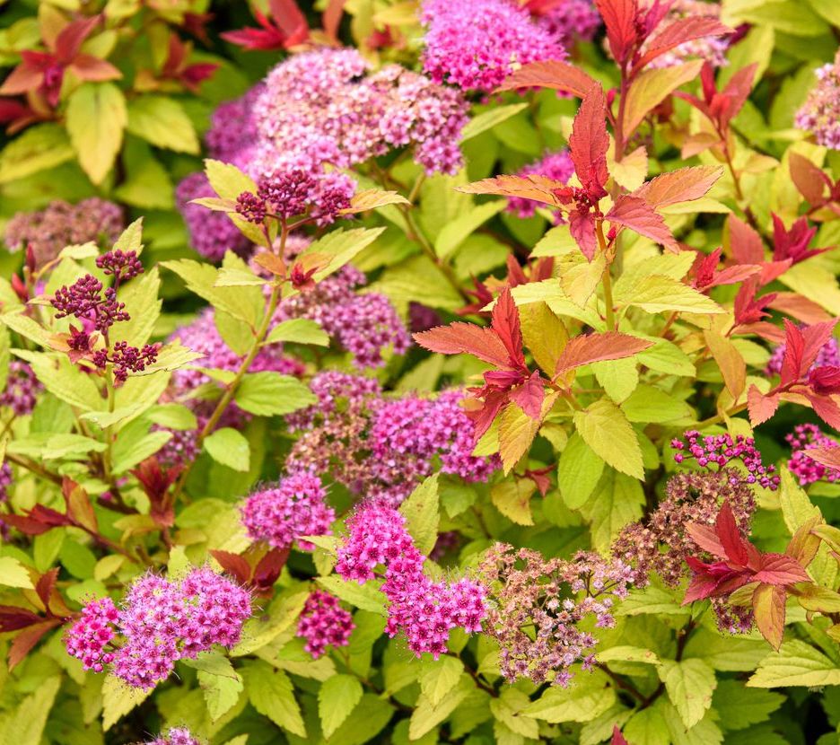 Spirea 'Goldflame' - 2 Gallon