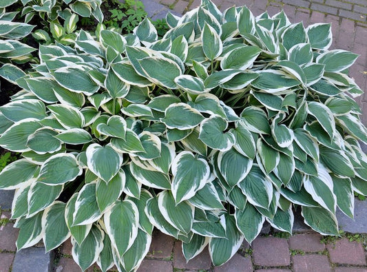 Hosta 'Patriot' 1 Gallon