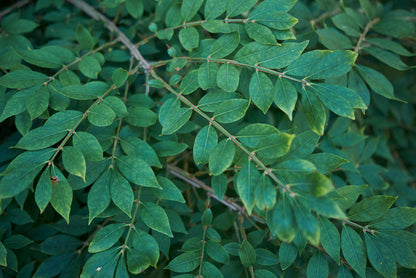 Burning Bush (Euonymus alatas 'Compactus') - 2 Gallon