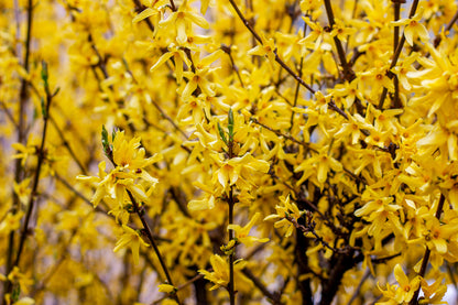 Forsythia - 2 Gallon