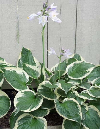 Hosta 'Patriot' 1 Gallon