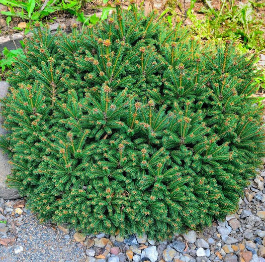 Nest Spruce - 1 Gallon