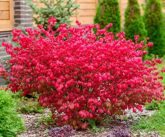 Burning Bush (Euonymus alatas 'Compactus') - 2 Gallon