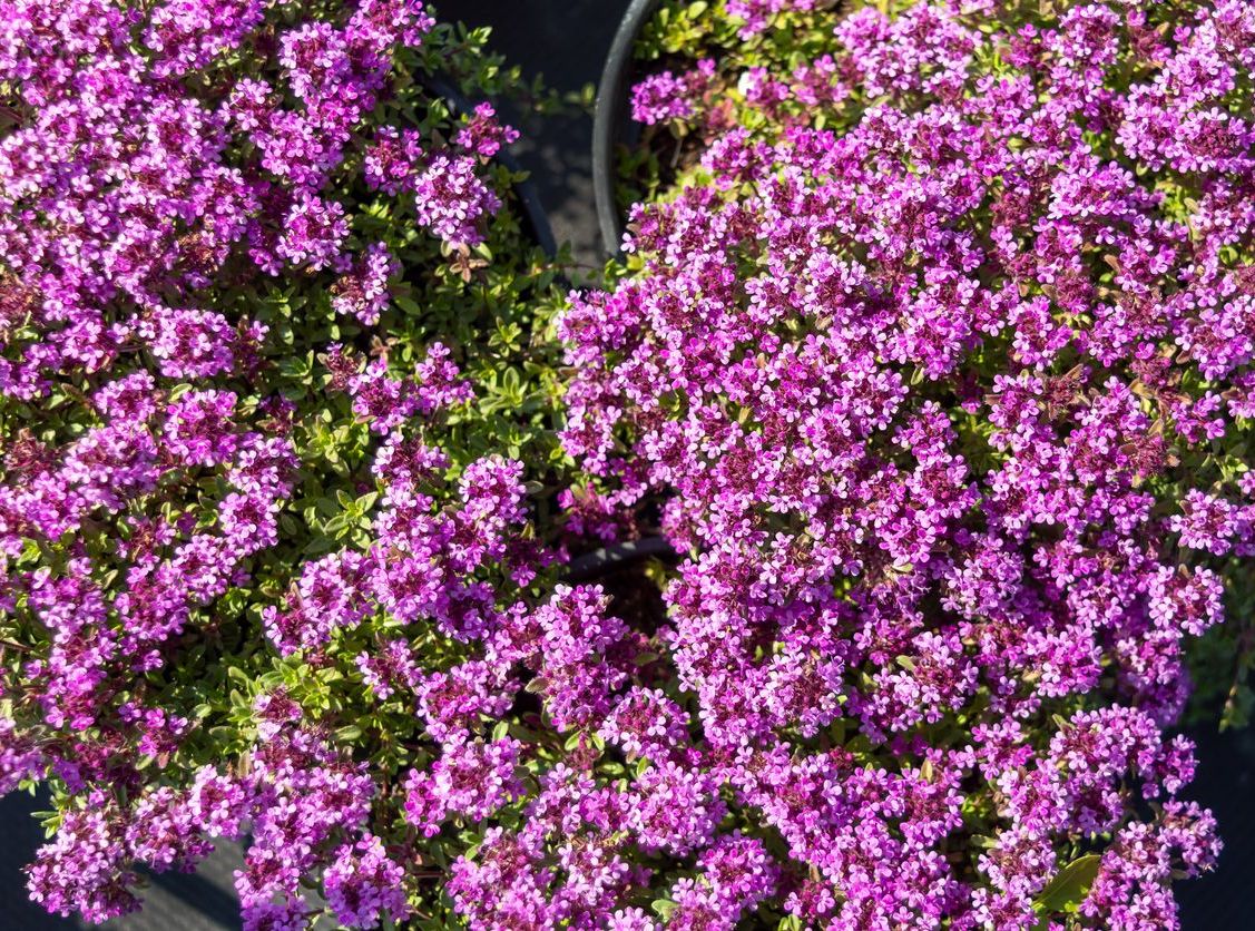 Thyme 'Coccineus' (Thymus Praecox) 1 Gallon