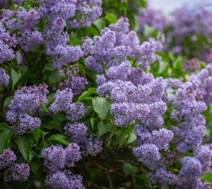 Lilac - 2 Gallon