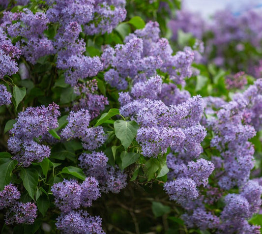 Lilac - 2 Gallon