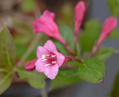 Weigela 'Minuet'