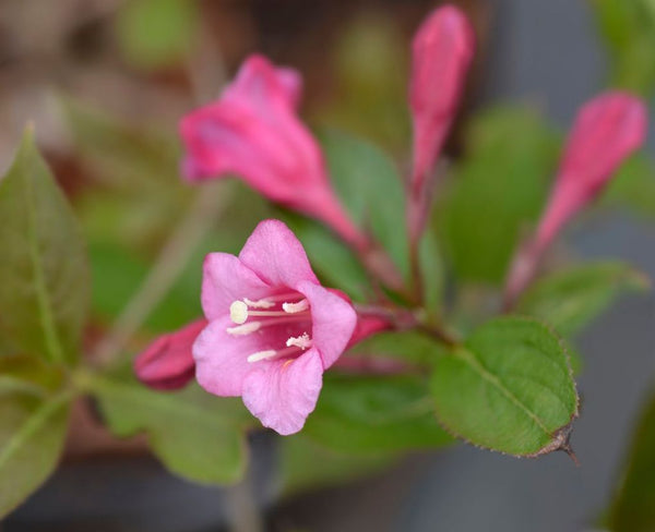 Weigela 'Minuet'