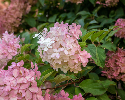 Hydrangea paniculata 'Pee Gee' - 2Gallon