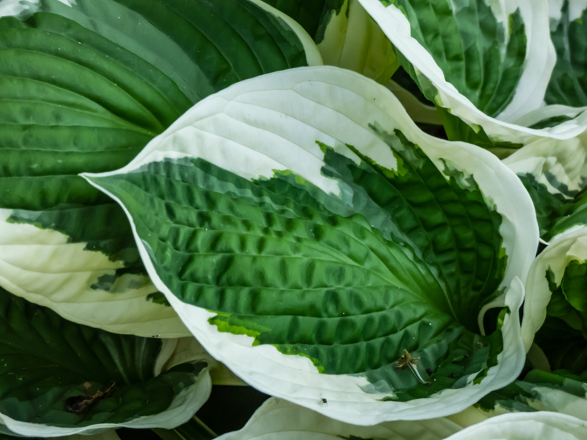 Hosta 'Patriot' 1 Gallon