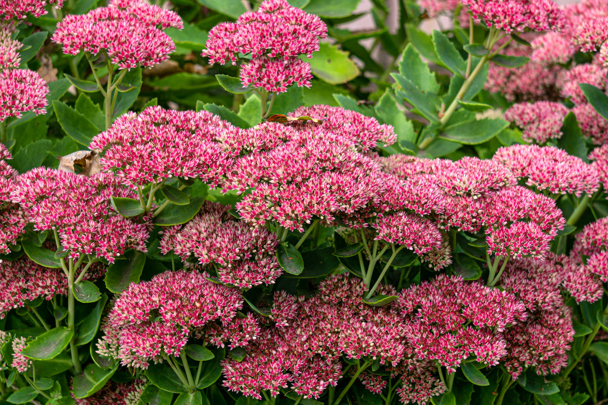 Sedum 'Autumn Joy' - 2 Gallon