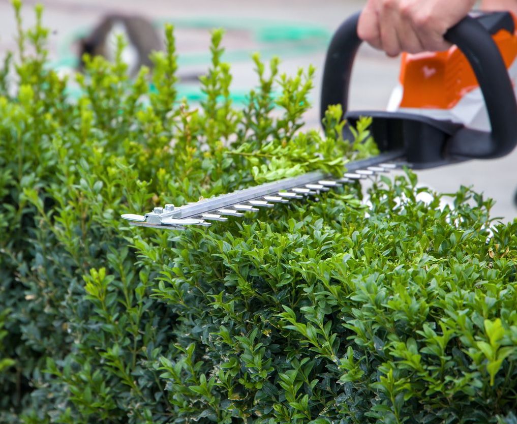 Boxwood (Buxus) - 1 Gallon