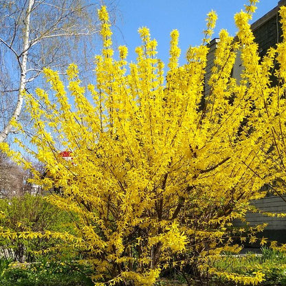 Forsythia - 2 Gallon