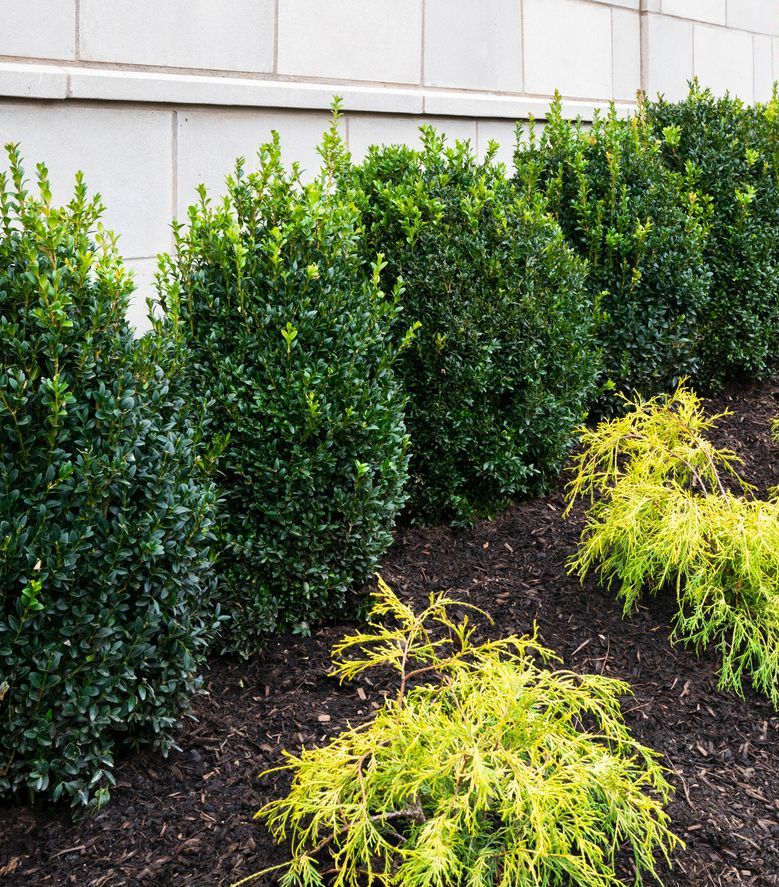 Boxwood (Buxus) - 1 Gallon