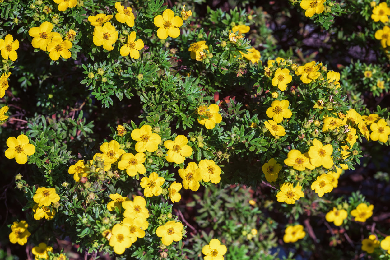 Potentilla (Goldfinger) - 2 Gallon