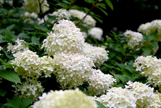 Hydrangea paniculata 'Pee Gee' - 2Gallon