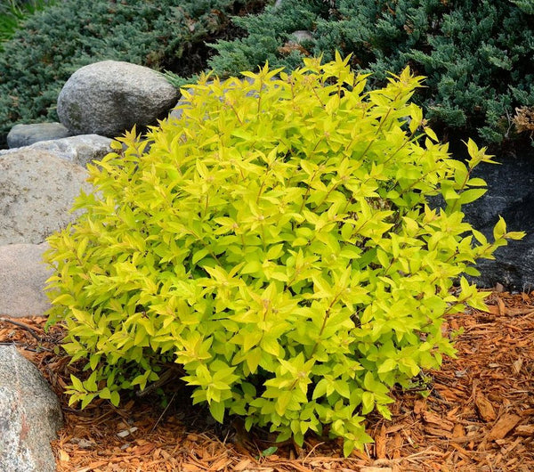Spirea 'Goldmound'
