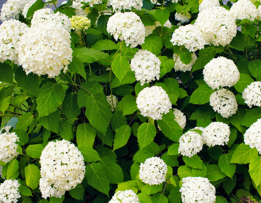 Hydrangea 'Annabelle' - 2 Gallon