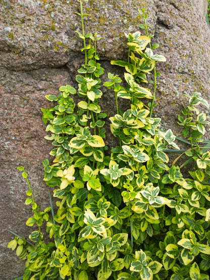 Euonymus 'Emerald n' Gold' -  2 Gallon