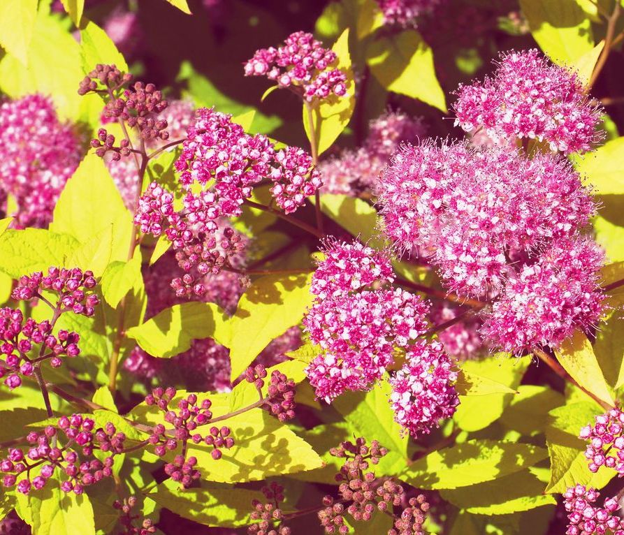 Spirea 'Goldmound' - 2 Gallon