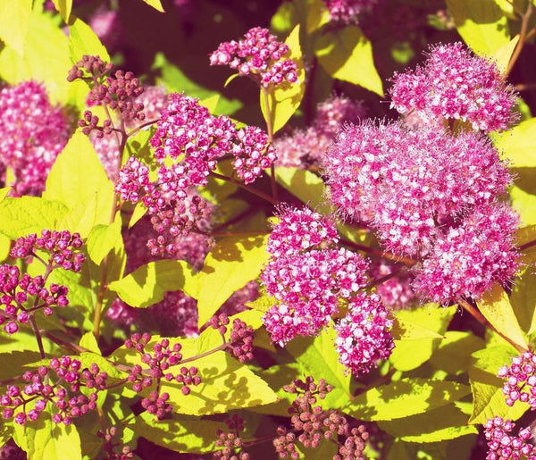 Spirea 'Goldmound'