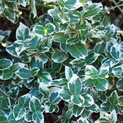 Euonymus 'Emerald Gaiety' - 2 Gallon