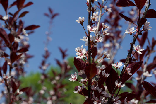 Purple Leaf Sandcherry - 2 Gallon