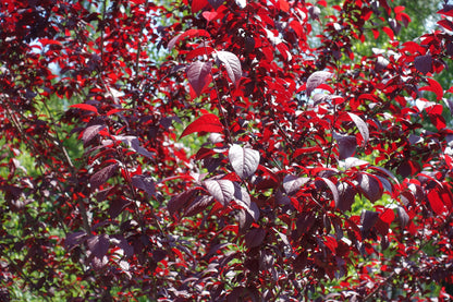 Purple Leaf Sandcherry - 2 Gallon