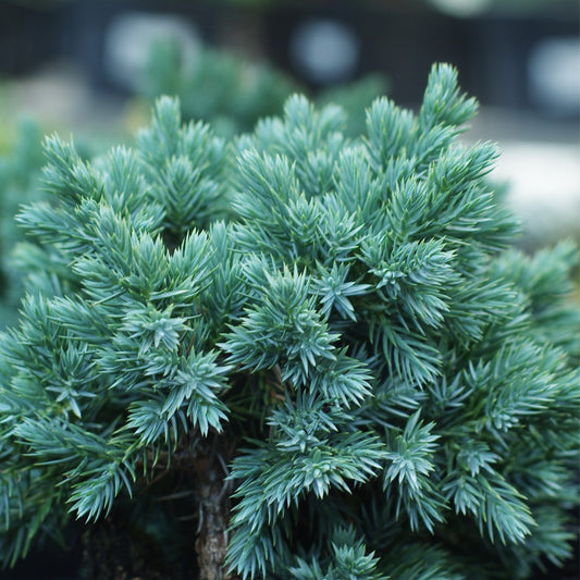 Juniper 'Blue Star' -  1 Gallon