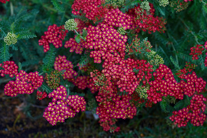 Yarrow 'Paprika' (Achillea millefolium) - 1 Gallon