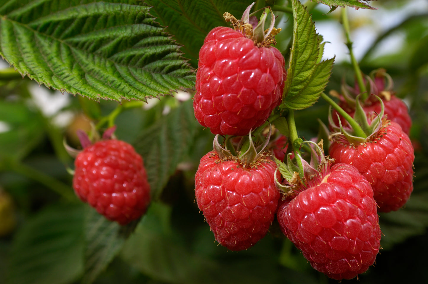 Everbearing Raspberry 'Heritage' - 1 Gallon