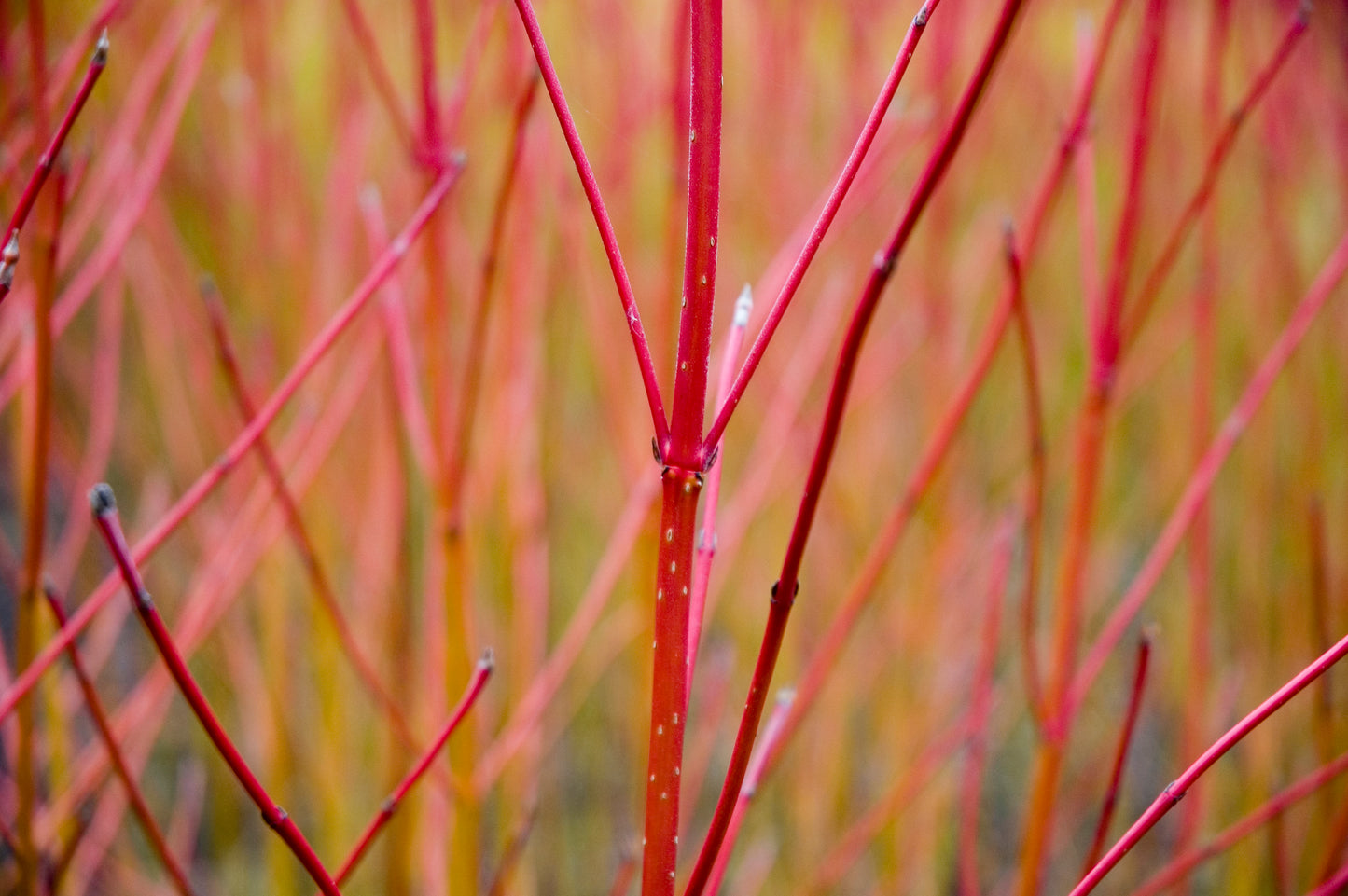 Dogwood 'Silverleaf' - 2 Gallon